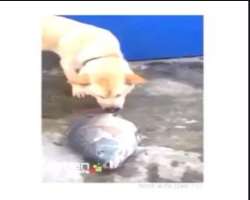 The star has adopted a dog whom he calls Abby who often makes appearances in his videos The star has adopted a dog whom he calls Abby who often makes appearances in his videos.